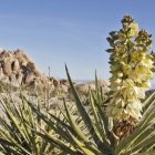 yucca plant in bloom in the Mojave Desert