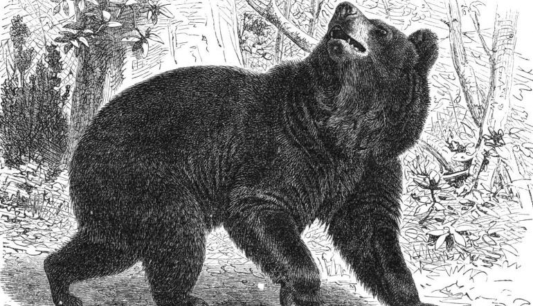 drawing of a bear with dark fur, walking with its nose in the air