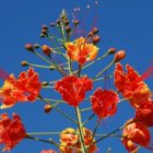 bright red and yellow flowers against a blue sky