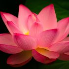 Image of a bright pink lotus flower.