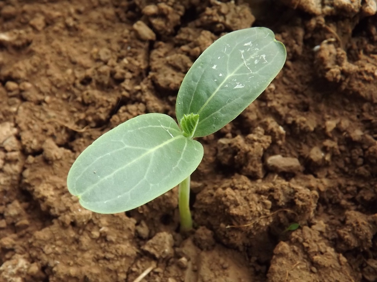 Photo of a small baby plant poking out of the soil