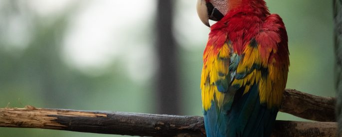 Image of a colorful parrot