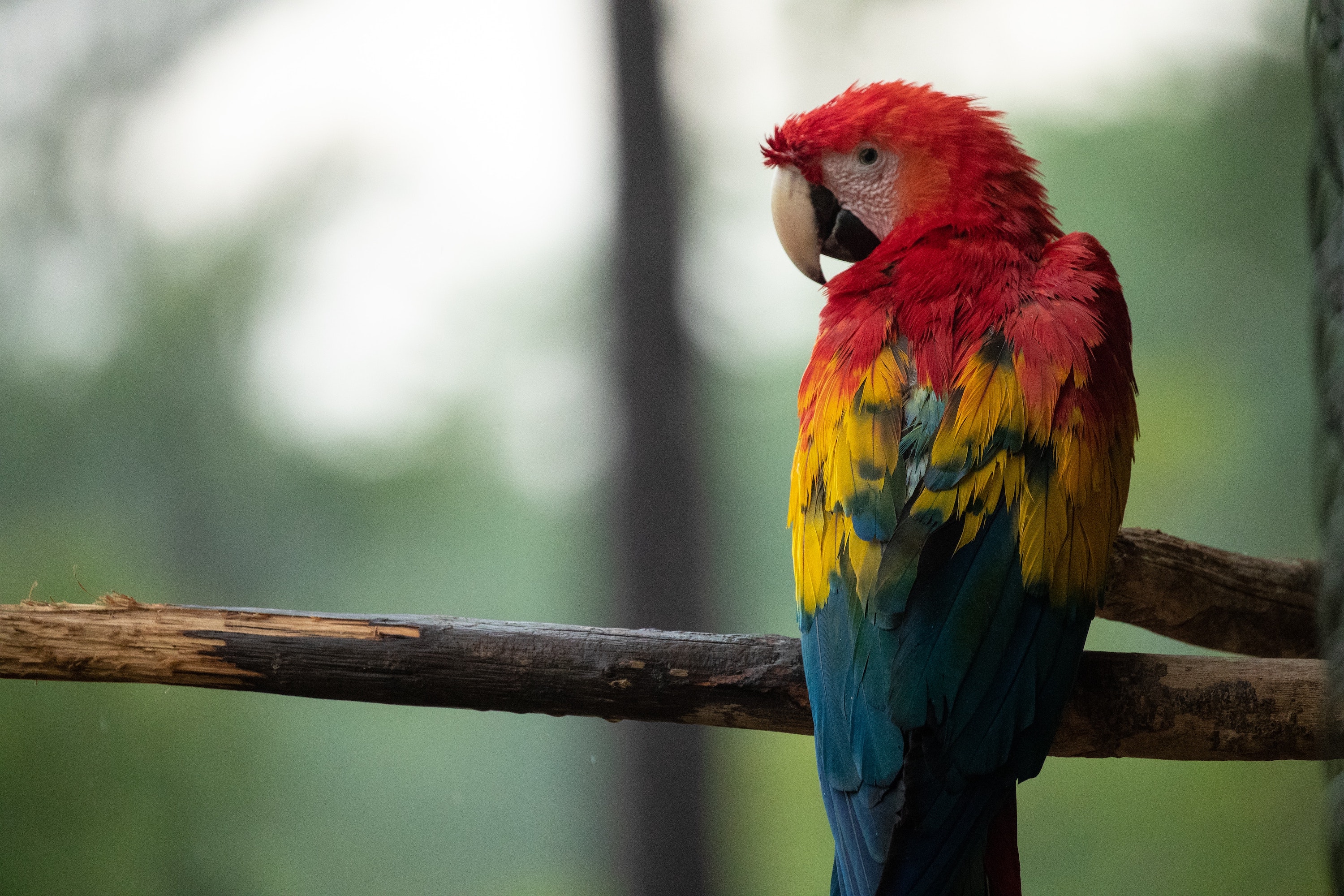 Image of a colorful parrot sitting on a branch