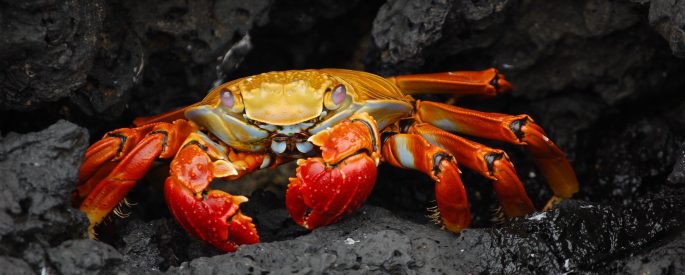 Image of a red crab on black rocks