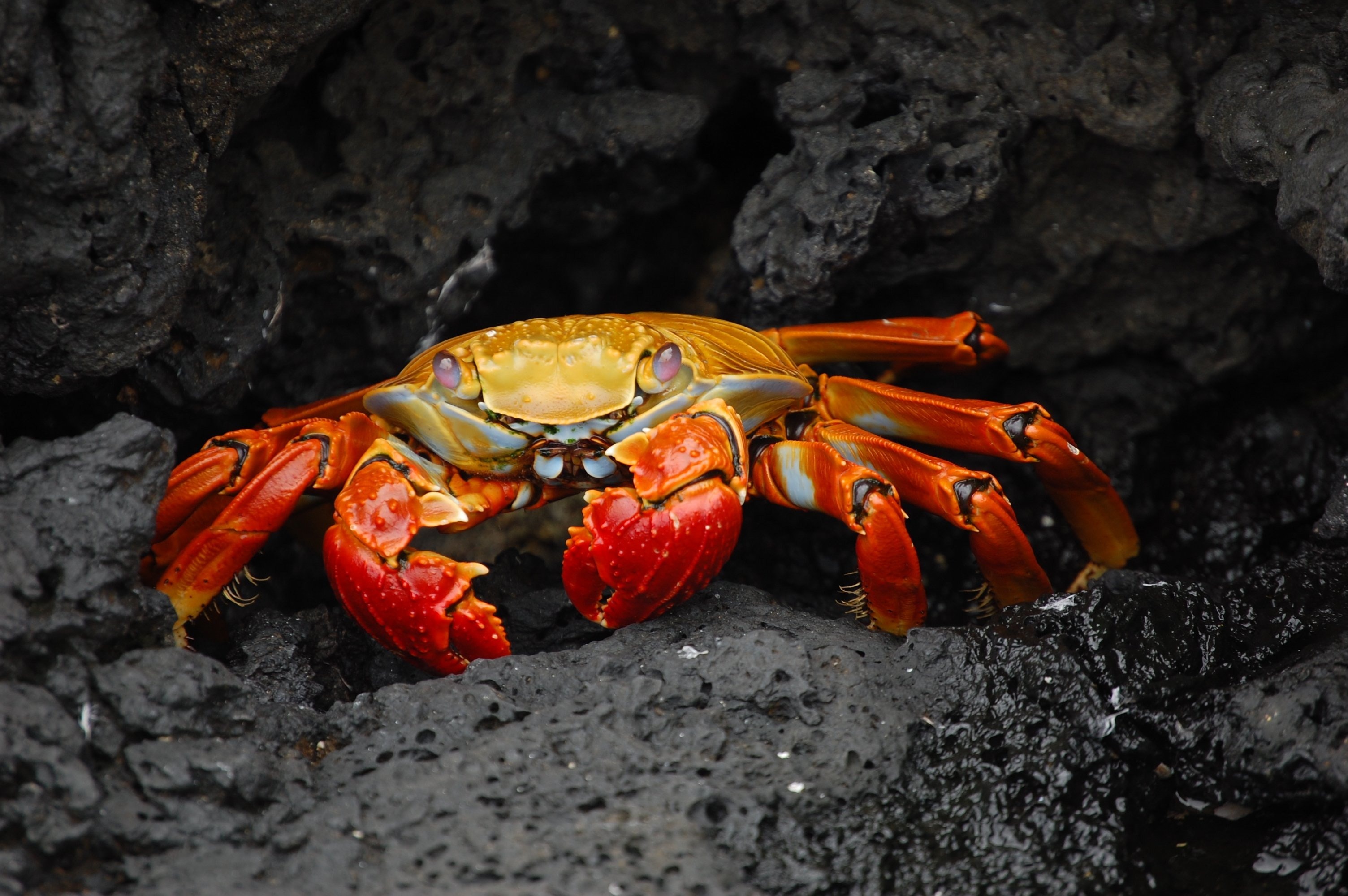 Image of a red crab on black rocks