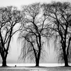 Black and white photograph of trees by a river