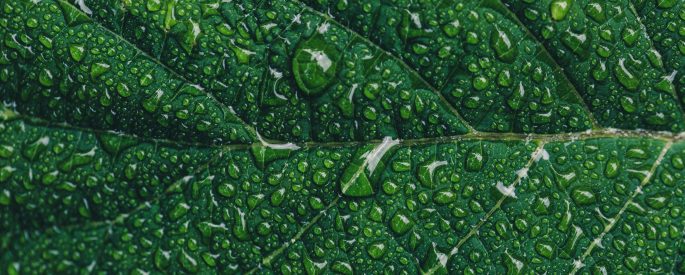 A closeup photograph of dew drops on a green leaf.