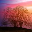 Two old trees standing bare on a hill with an orange, pink, and purple sunset behind them