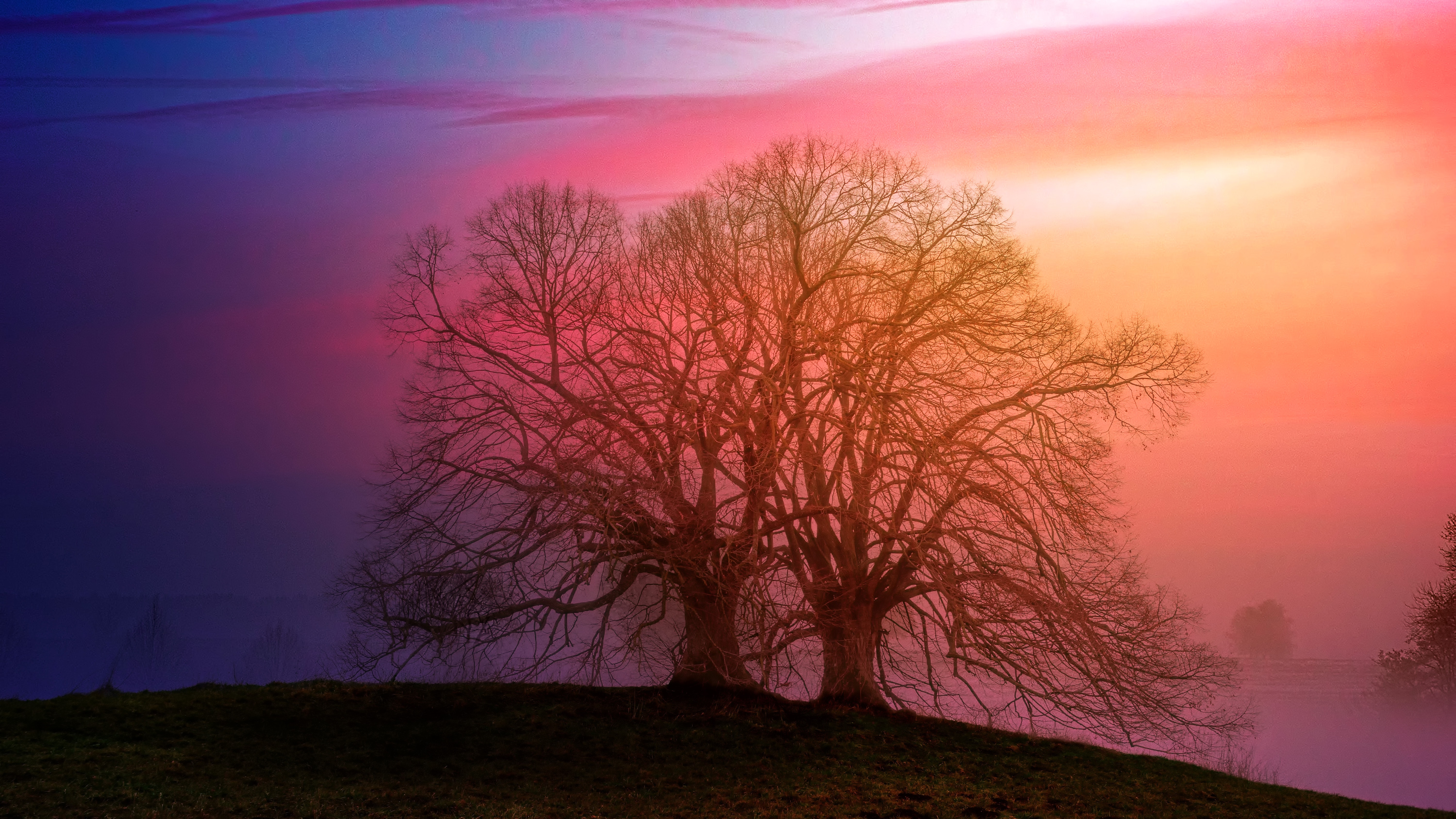 Two old trees standing bare on a hill with an orange, pink, and purple sunset behind them