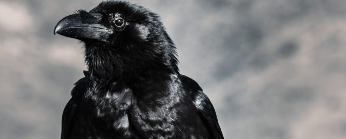 Close up photograph of a black bird