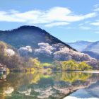 Photograph if a lake in Korea, with a mountainous background and beautiful blossoming trees