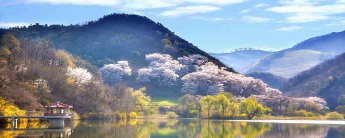 Photograph if a lake in Korea, with a mountainous background and beautiful blossoming trees