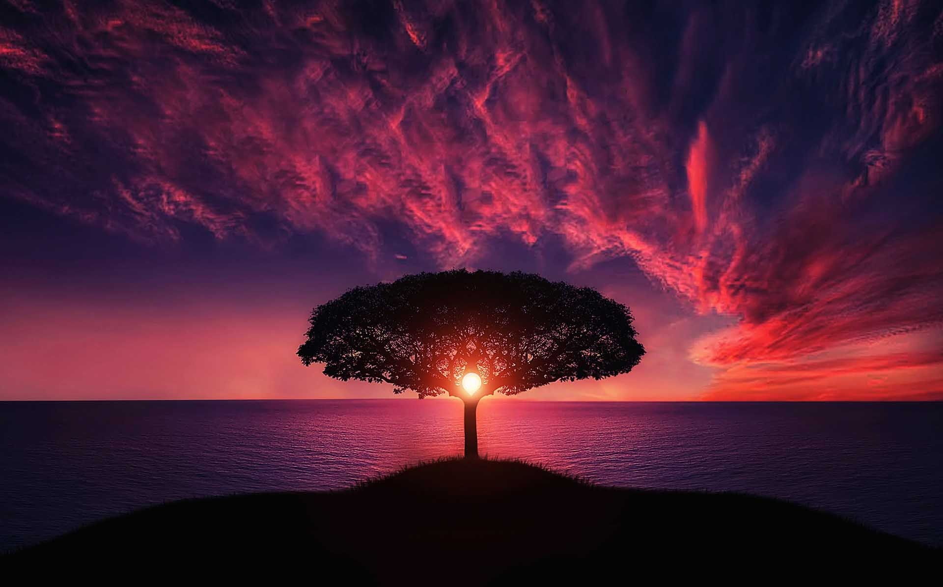 Image of a tree with the sun setting through it's branches, and a beautiful pink and purple sky