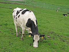 photograph of a black and white spotted cow grazing in a pasture