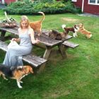 a woman sits on a bench in a grassy backyard with a multitude of cats, orange and tabby, surrounding her