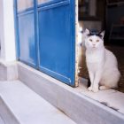 Cat in a doorway