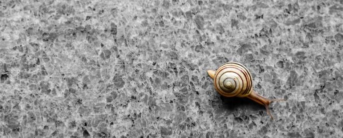 A snail moving across tile