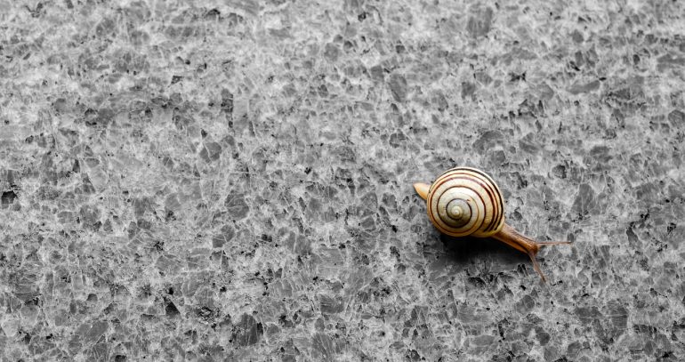 A snail moving across tile