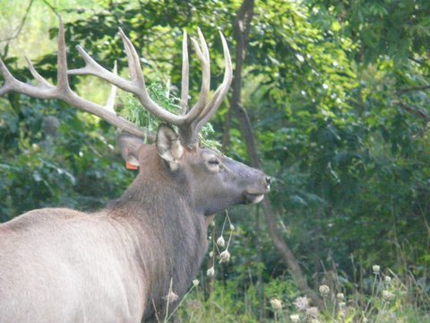 photograph of a large elk, with tall antlers against the backdrop of a forest