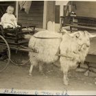 Baby on a goat cart ca. 1916