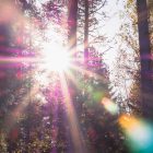 Lens flare in a purple forest.