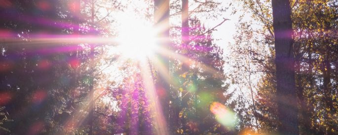 Lens flare in a purple forest.