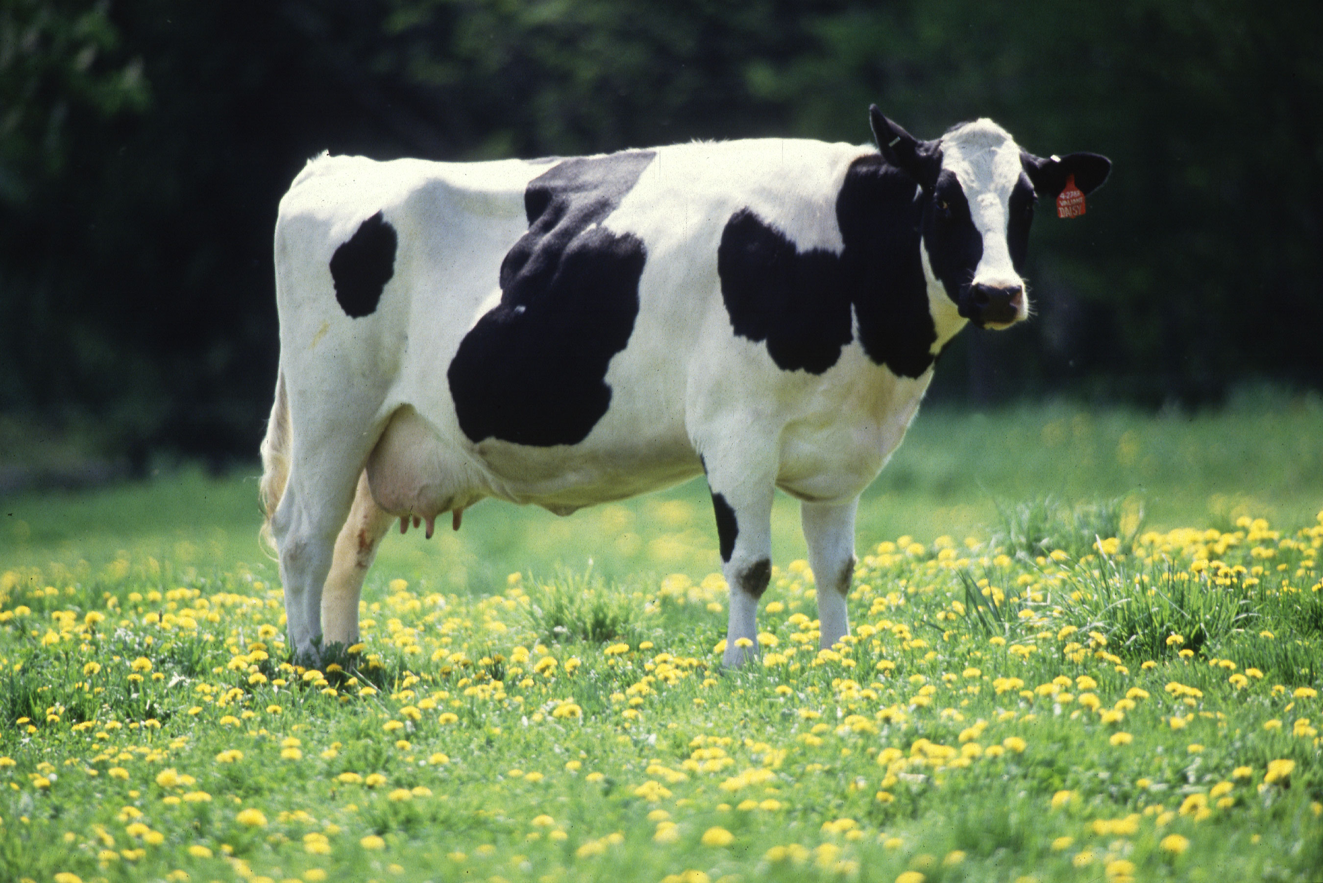Picture of a cow standing on a field of yellow daisies. 