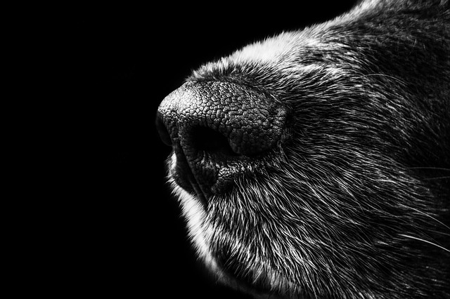 Close up black and white picture of a dog's nose. 