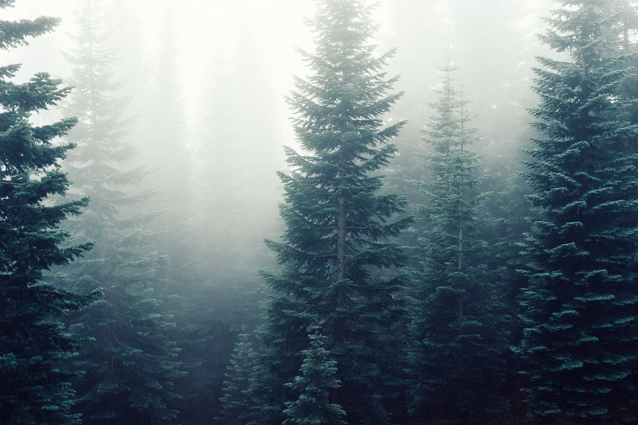 Picture of a foggy forest with many tall trees