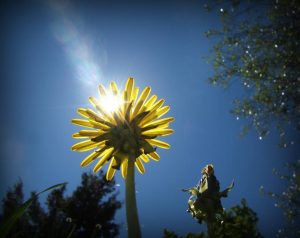 Photo of sun rays shining through a flower