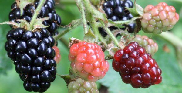 Picture of blackberries growing on a branch