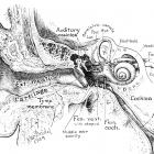 sketch of ear