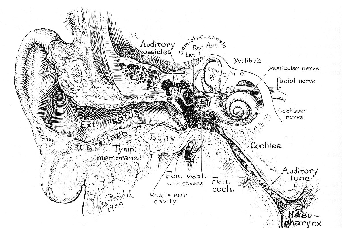 sketch of the structure of an ear. 