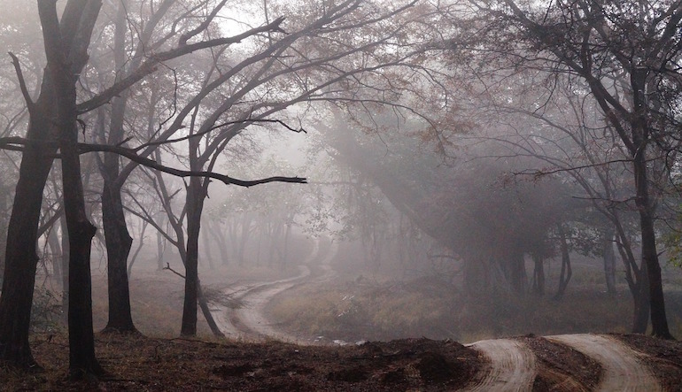 A winding road through a foggy forest.