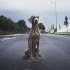 men's brown weimaraner dog on gray asphalt road