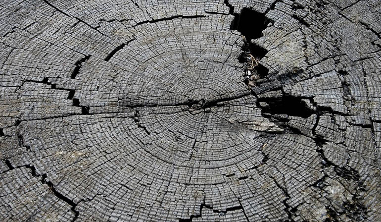 Cracked tree rings on a stump.
