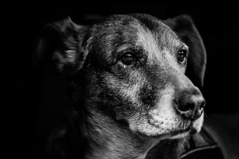 Black and white image of a dog looking past the camera.