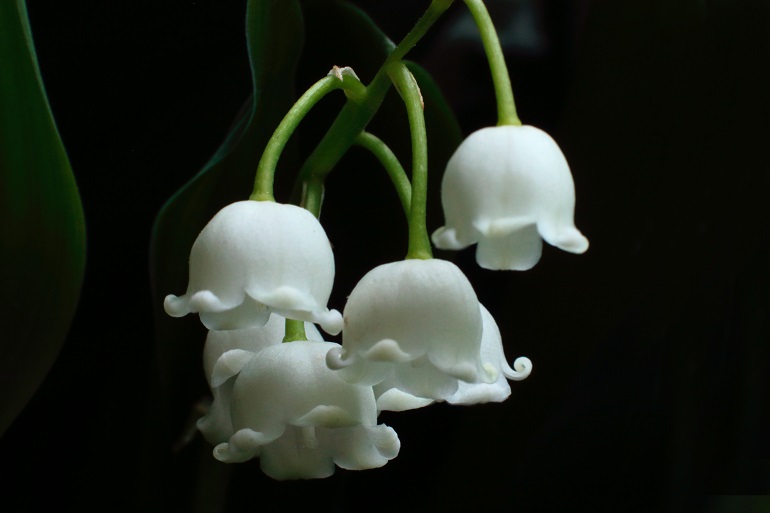 white drooping bell-flowers
