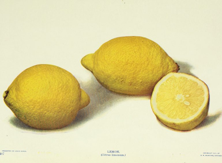 Birds and nature, 1901; lemons