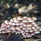 mushrooms-on-log