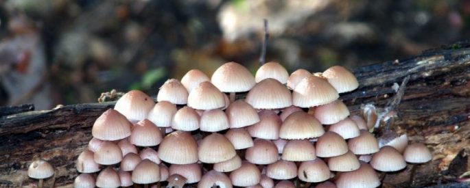 mushrooms-on-log
