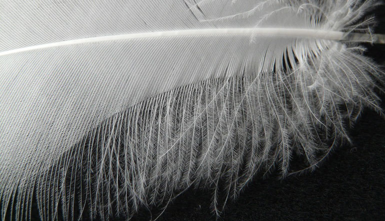 Closeup of a white feather.