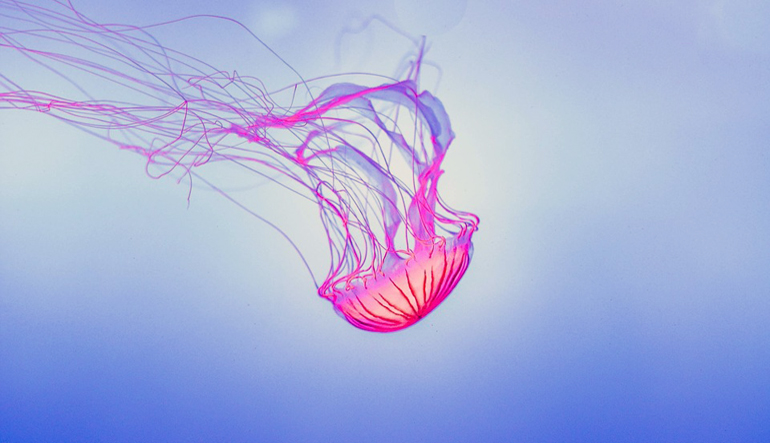 Pink jellyfish floating in blue water.
