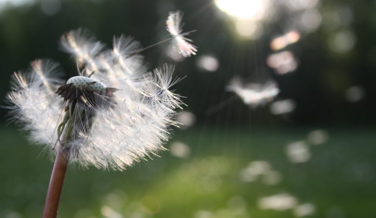 Fluff flying off a dandelion.