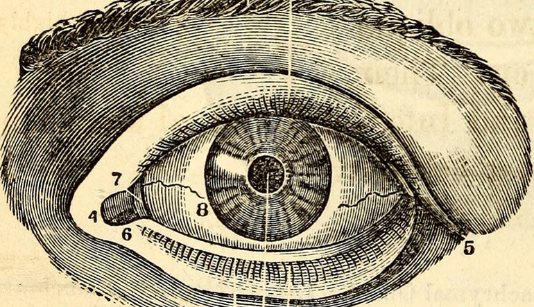 Illustration of the parts of an eye.