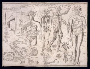 old anatomy charts