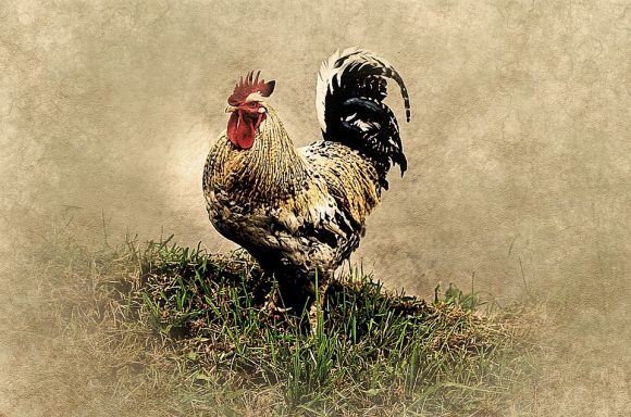 Chicken standing in a small patch of grass.