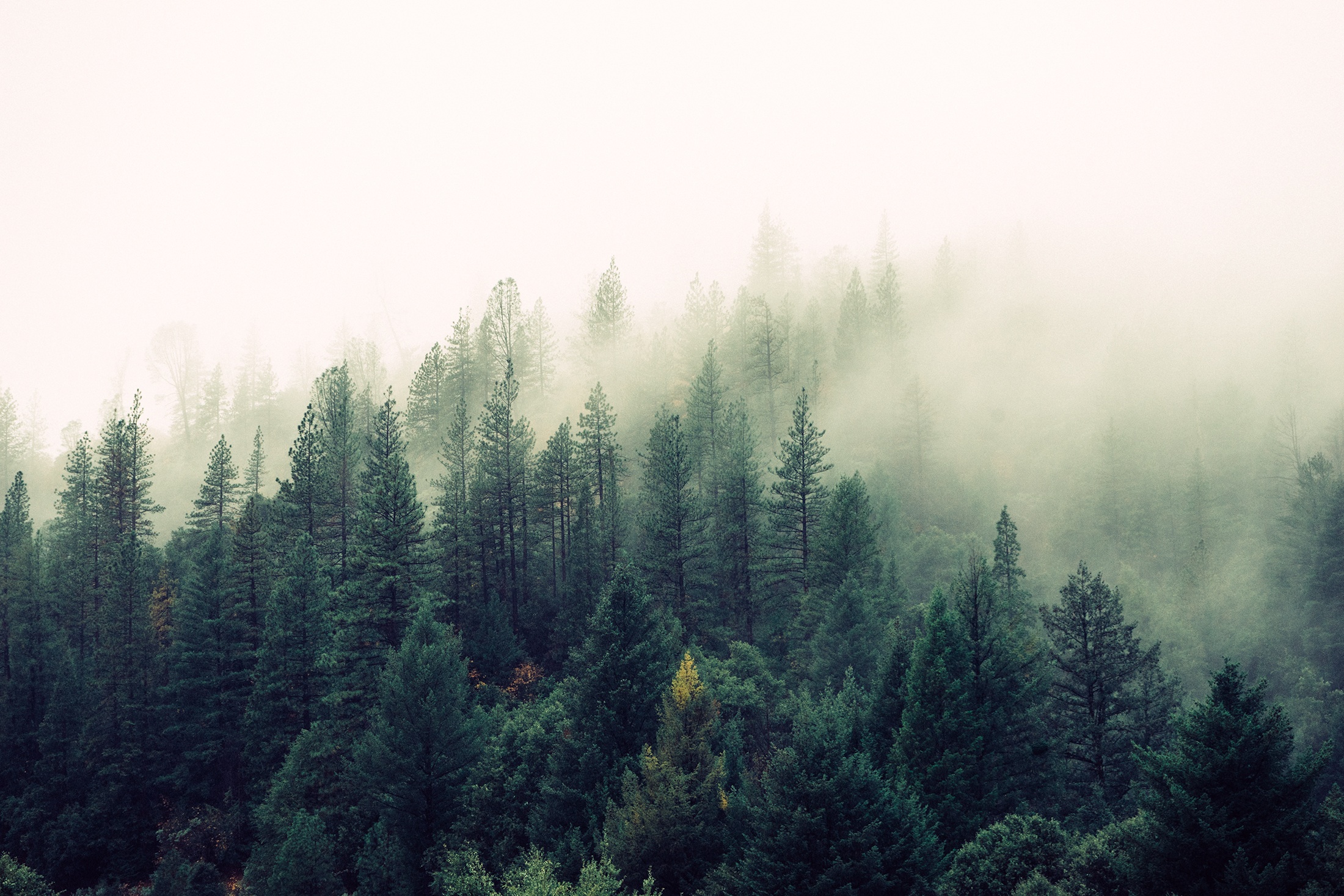 pine tree forest in fog 