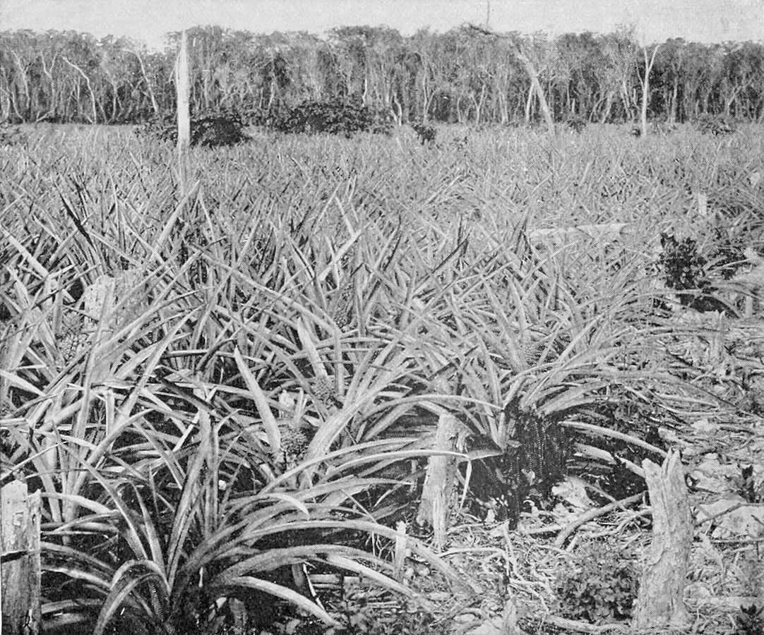 A black and white image of a pineapple field