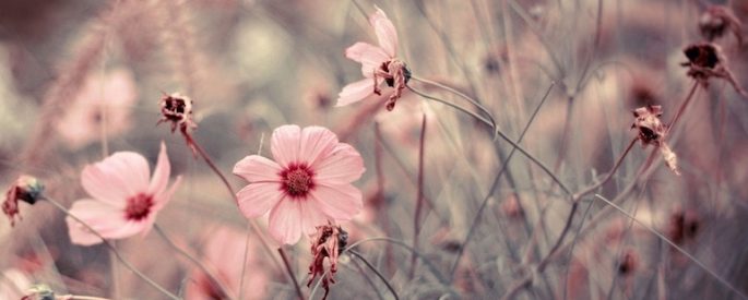 pink flowers with thin stems